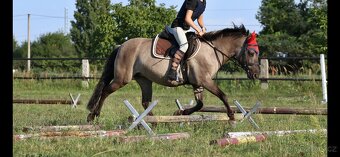 Polský pony - 4
