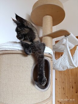 Mainská mývalí kočka s PP - věk 6 měsíců - 4