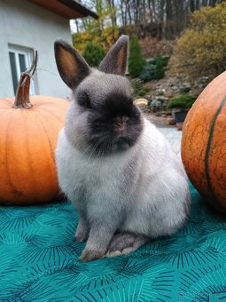 Zakrslý siamský žlutý sameček Méďa - 4