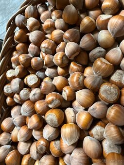 Liskove orechy neloupane - 4