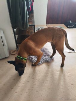 BELGICKÝ OVČÁK - MALINOIS - 4