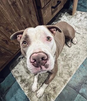 American bully standard - 4