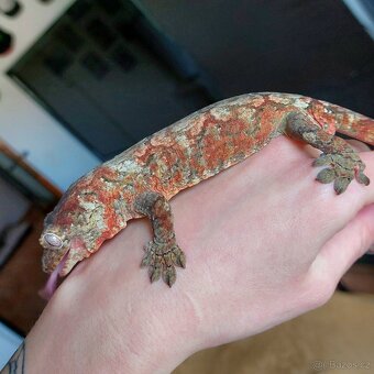 Mniarogekko chahoua red - 4