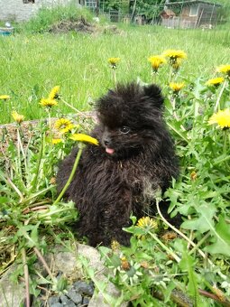 Pejsek Mini Pomeranian s PP - exkluzivní - 4