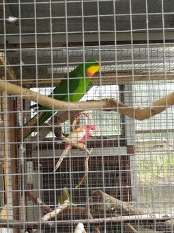 Papoušek nádherný - 4