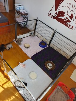 Mops - štěňata s PP - 4