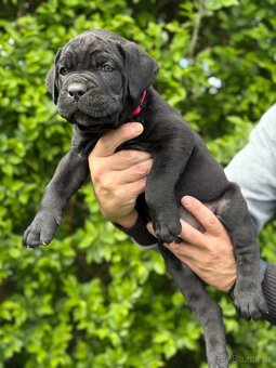 Štěňátka Cane Corso - 4