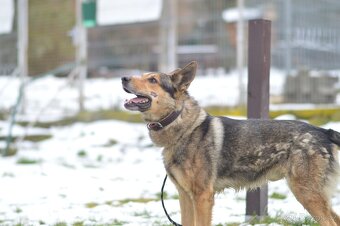Rex - x Německý ovčák, aktivní, 7 let - 4