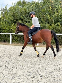 Dvouletý valach český sportovní pony - 4