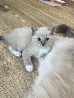 Ragdoll koťátka bez PP - 4