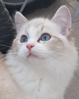 Kočička ragdoll s PP - 4