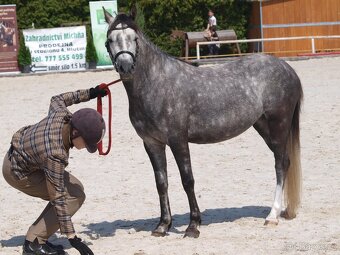 Prodej tříleté klisny Welsh pony, sekce B - 4