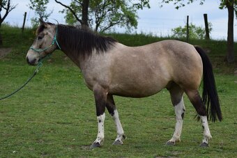 Valach paint horse 8 let - 4