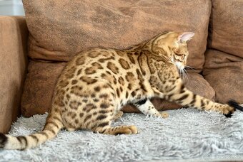 Bengálský kocourek / kotě s PP - 4