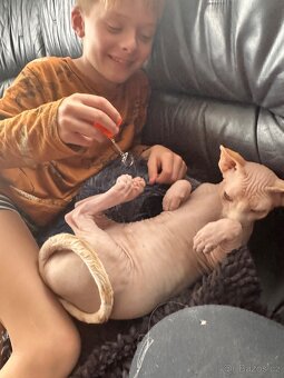 Kanadský Sphynx s průkazem původu - 4