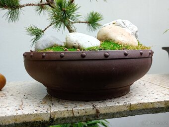 Borovice Osinatá (Pinus Aristata) bonsai - 4