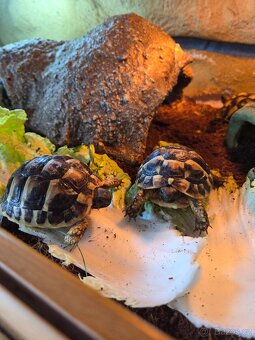 Želva zelenavá (Testudo hermanni) - 4