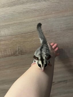 Vakoveverka létavà - 4