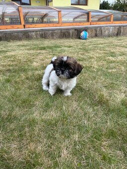 Fenka Shih-Tzu bez PP - 4
