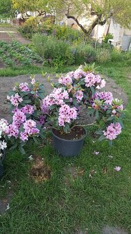 Krásné kvetoucí Rododendrony - 4