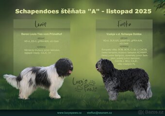 Štěňata Holandský ovčácký pudl s PP - 4