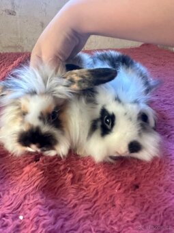 ✨ Králíček beránek – ihned k odběru ✨ - 4