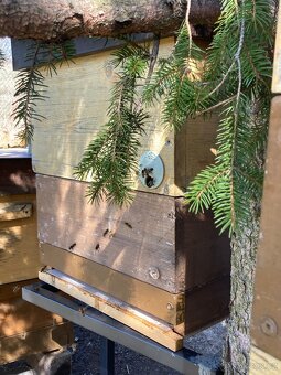 Vyzimovaná včelstva i s úly - 4