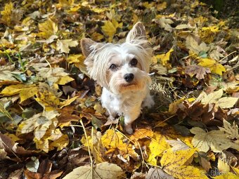 Biewer jorkšírský teriér krytí, připuštění - 4