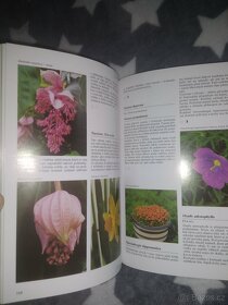 Encyklopedie pokojové rostliny - 4