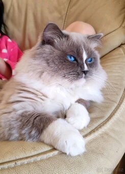 Ragdoll koťátka v barvě blue mitted a bicolor - 4