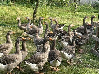 Husa landéská po výstavních rodičích - 4