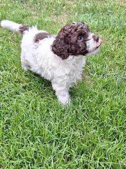 Lagotto romagnolo - pejsci - 4
