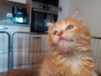 Mainská mývalí x ragdoll - 4
