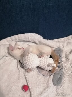 Daruji kocourka 🐱 - 4