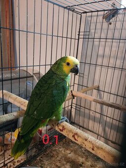 Amazoňan modročelý ♂️♀️ - 4