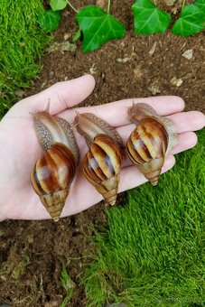 Africký šneci Lissachatina fulica Madagascar dark - 4