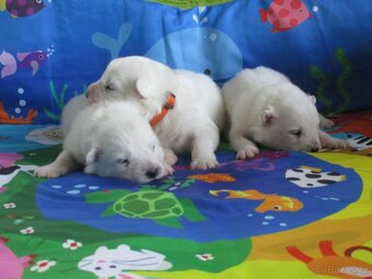 Samojed - štěňata s PP - 4