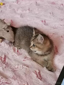 britska koťatka gold ,kočička - 4