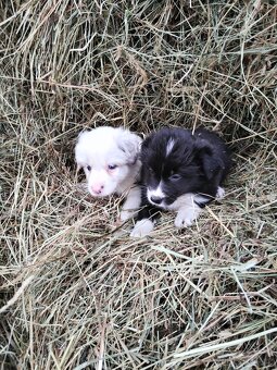 Štěňata border kolie - 4