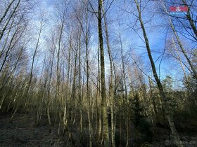 Prodej lesa, 5961 m², Únějovice - 4