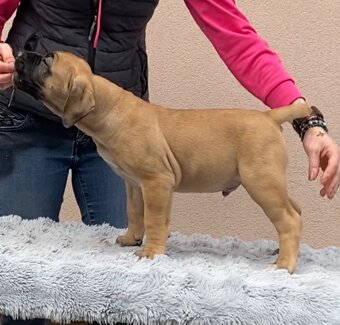 Boerboel štěňata na prodej (FCI) - 4
