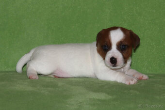 štěňata Jack Russell teriéra s PP - 4
