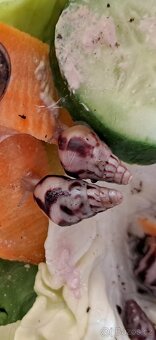 Exotičtí šneci Limicolaria Aghatina a Limicolaria Orange - 4