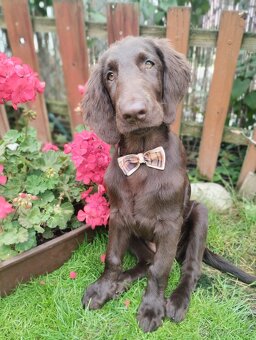Flat coated retriever - šteniatko s PP - 4