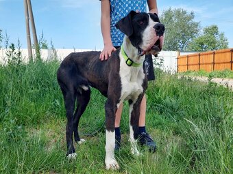 DENNY K ADOPCI - německá doga, přátelský mazel, miluje děti - 4