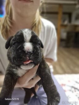 Německý boxer Žíhaný - 4