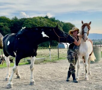 6 letá Barock Pinto - 4