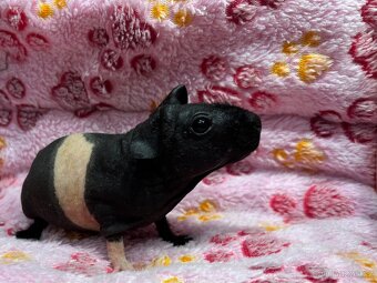 Skinny morče, sameček s PP - 4