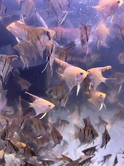 Prodej akvarijních rybiček - 4