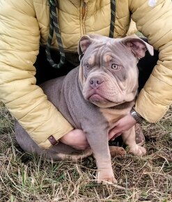 Štěňata American Bully Pocket Exotic -Top linie - 4